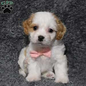 Holly, Cavachon Puppy